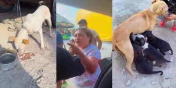 Rescatan camada de 10 perritos en una feria de Playa del Carmen