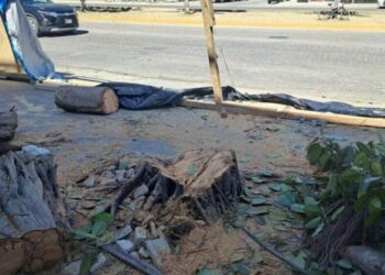 Sanción ejemplar; multan con 320 mil pesos a empresa que taló árboles en Playa del Carmen