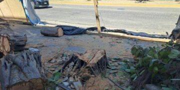 Sanción ejemplar; multan con 320 mil pesos a empresa que taló árboles en Playa del Carmen