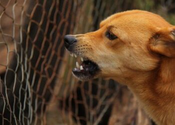 Vacuna a tu mascota contra la rabia en Playa del Carmen; estos son los puestos del 3 de abril