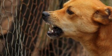 Vacuna a tu mascota contra la rabia en Playa del Carmen; estos son los puestos del 3 de abril
