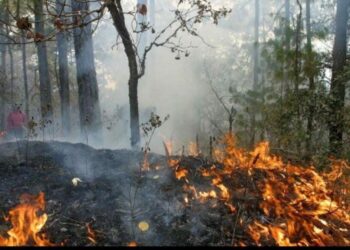 Combaten autoridades seis incendios forestales de manera paralela en Playa del Carmen