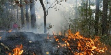 Combaten autoridades seis incendios forestales de manera paralela en Playa del Carmen
