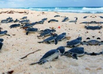 Denuncian vecinos destrucción de campamento tortuguero en Playa Paraíso