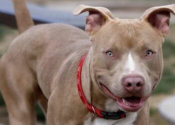 Detenido en Playa del Carmen por maltrato animal podría ser un caso de zoofilia