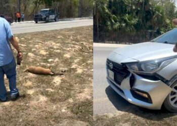 Fallece venado atropellado en Playa del Carmen, cerca del parque Xcaret