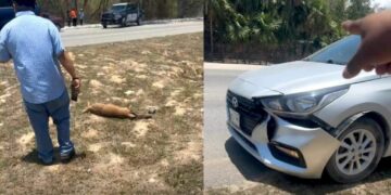 Fallece venado atropellado en Playa del Carmen, cerca del parque Xcaret