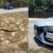 Fallece venado atropellado en Playa del Carmen, cerca del parque Xcaret