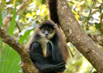 Intensas temperaturas afectan a fauna silvestre de Playa del Carmen
