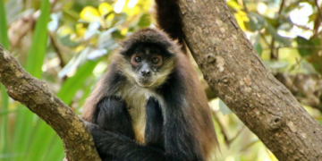 Intensas temperaturas afectan a fauna silvestre de Playa del Carmen