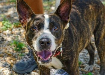 Invitan a adoptar a perros rescatados en pro de la salud pública