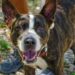 Invitan a adoptar a perros rescatados en pro de la salud pública