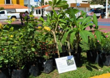 Participa en Kilo Verde y Croquetón 2024