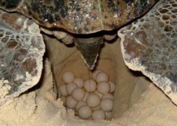 Se registran cuatro nidos de tortuga en seis días en Playa del Carmen