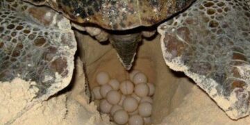 Se registran cuatro nidos de tortuga en seis días en Playa del Carmen