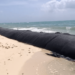 Semarnat autoriza colocación de barreras artificiales frente al Hotel Hyatt en Playa del Carmen