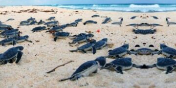 Ambientalistas continuarán con movilizaciones para proteger a las tortugas marinas en Playa Paraíso