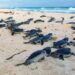 Ambientalistas continuarán con movilizaciones para proteger a las tortugas marinas en Playa Paraíso