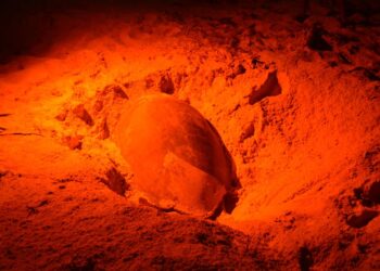 Han detectado 135 nidos de tortuga en Playa del Carmen en lo que va de la temporada