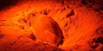 Han detectado 135 nidos de tortuga en Playa del Carmen en lo que va de la temporada