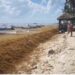 Llegada de sargazo está generando pérdidas de hasta 30% a prestadores de servicios en Playa del Carmen