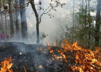 Lluvias de los últimos días ayudaron a mitigar los incendios en Playa del Carmen