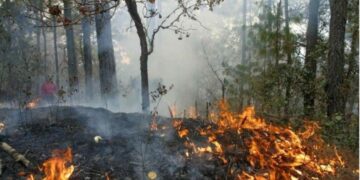 Lluvias de los últimos días ayudaron a mitigar los incendios en Playa del Carmen