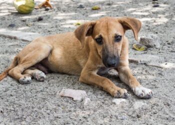 Muere perrito por deshidratación en Playa del Carmen; familia se fue de viaje y lo dejó sin agua