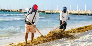 Solidaridad mantiene playas atractivas en plena temporada de sargazo