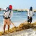 Solidaridad mantiene playas atractivas en plena temporada de sargazo