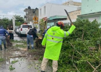 Vialidades abiertas tras activar retiro de 15 árboles derribados