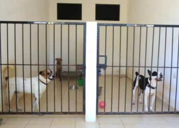 Autoridades de Playa del Carmen rescataron a perritos que estaban en azoteas previo a la llegada de “Beryl”