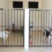 Autoridades de Playa del Carmen rescataron a perritos que estaban en azoteas previo a la llegada de “Beryl”