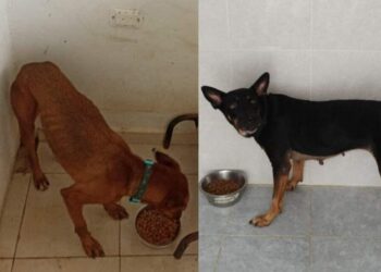 Destaca Lili Campos que animales resguardados en refugio permanecieron sanos y salvos durante paso de “Beryl”