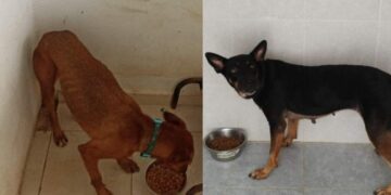 Destaca Lili Campos que animales resguardados en refugio permanecieron sanos y salvos durante paso de “Beryl”