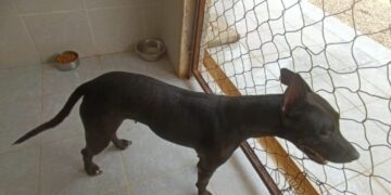 Gobierno municipal atiende caso de mascotas maltratadas