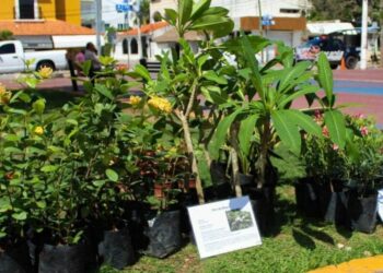 Kilo Verde y Croquetón llegará al centro y Villas del Sol