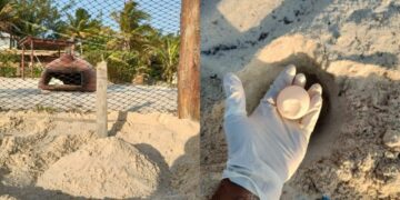 Se resguardaron 70 nidos de tortugas tras el paso de "Beryl" en Playa del Carmen