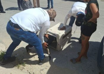 En Playa del Carmen, tolerancia cero al maltrato animal: Estefanía Mercado