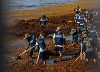 Estefanía Mercado lidera operativo con la SEMAR y ZOFEMAT para enfrentar el sargazo en Playa del Carmen