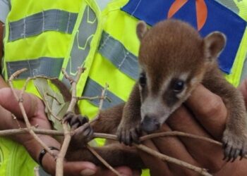 Gobierno de Estefanía Mercado protege la fauna silvestre con atención especializada en Playa del Carmen