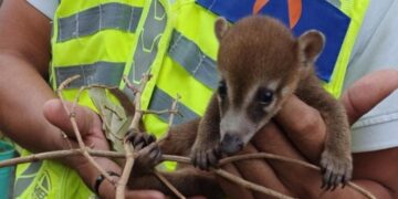 Gobierno de Estefanía Mercado protege la fauna silvestre con atención especializada en Playa del Carmen
