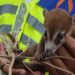 Gobierno de Estefanía Mercado protege la fauna silvestre con atención especializada en Playa del Carmen