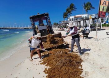 Intenso trabajo de los tres órdenes de gobierno ante arribo excesivo de sargazo a las costas de Playa del Carmen