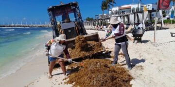 Intenso trabajo de los tres órdenes de gobierno ante arribo excesivo de sargazo a las costas de Playa del Carmen