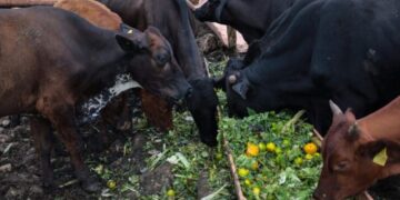 Gobierno de Estefanía Mercado fortalece el potencial del sector productivo de Playa del Carmen