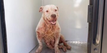 Encabeza Estefanía Mercado operativo de rescate canino en Playa del Carmen