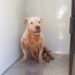 Encabeza Estefanía Mercado operativo de rescate canino en Playa del Carmen
