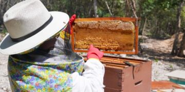 Impulsa gobierno de Playa del Carmen el rescate apícola y la diversificación económica del municipio