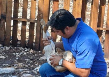Gobierno de Estefanía Mercado lleva el programa “Veterinario en tu Rancho” a comunidades rurales